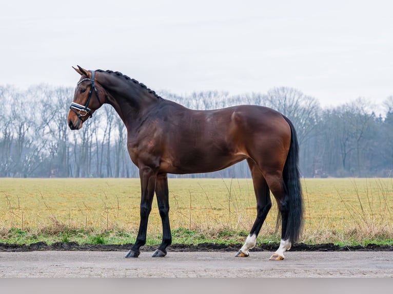 Koń westfalski Klacz 4 lat 169 cm Gniada in Mönchengladbach