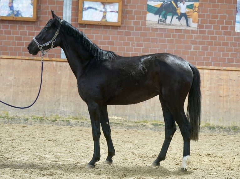 Koń westfalski Klacz 4 lat 169 cm Kara in Paderborn