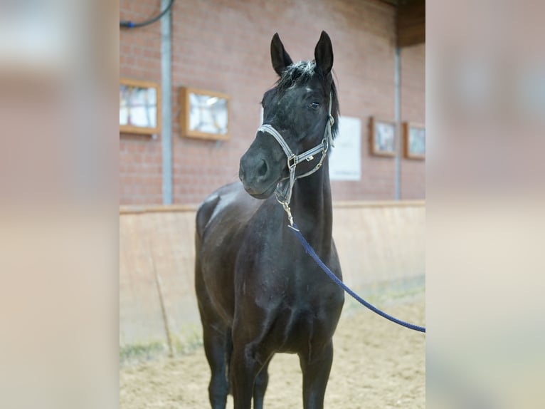 Koń westfalski Klacz 4 lat 169 cm Kara in Paderborn