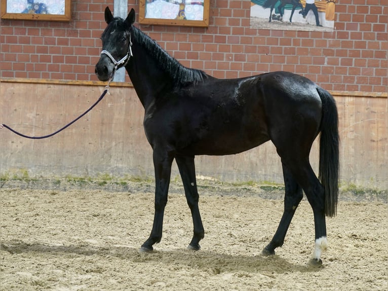 Koń westfalski Klacz 4 lat 169 cm Kara in Paderborn