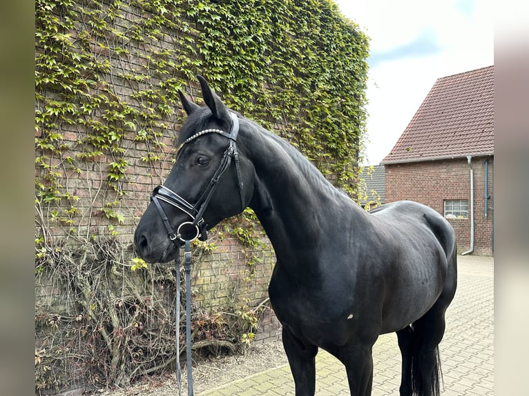 Koń westfalski Klacz 4 lat 169 cm Kara in Rees