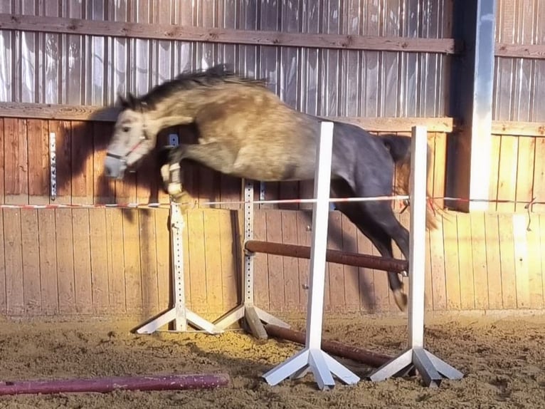 Koń westfalski Klacz 4 lat 169 cm Karosiwa in Menden