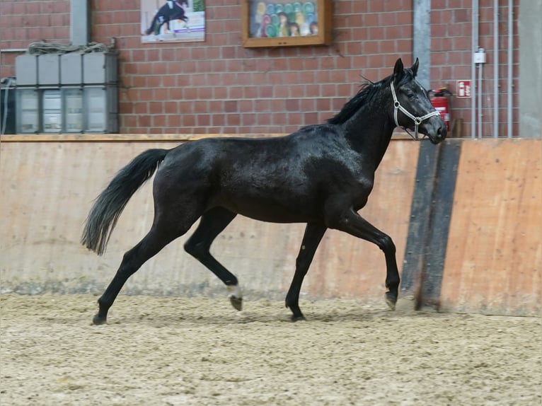 Koń westfalski Klacz 4 lat 169 cm in Paderborn