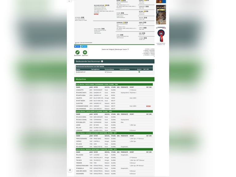 Koń westfalski Klacz 4 lat 169 cm Siwa in Kumberg