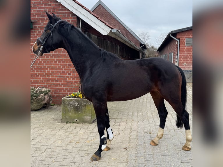 Koń westfalski Klacz 4 lat 170 cm Ciemnogniada in M&#xFC;nster