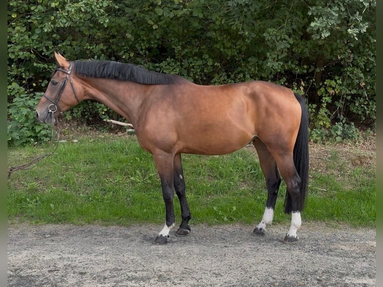 Koń westfalski Klacz 4 lat 170 cm Gniada in Freudenberg