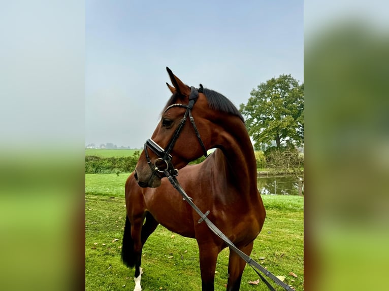 Koń westfalski Klacz 4 lat 170 cm Gniada in Bad Salzuflen