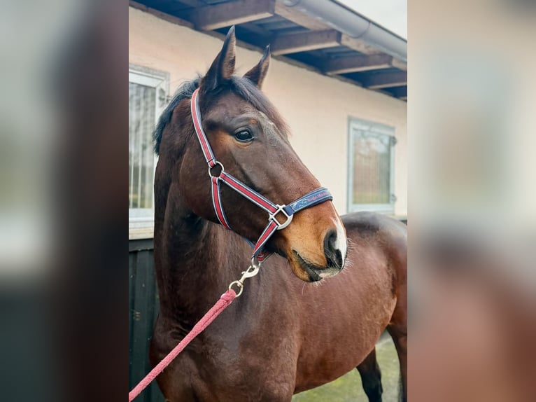 Koń westfalski Klacz 4 lat 170 cm Gniada in Münster
