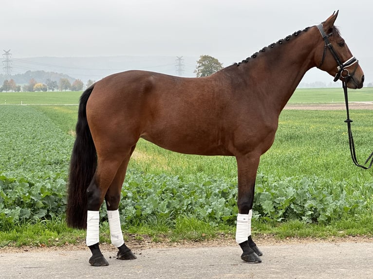 Koń westfalski Klacz 4 lat 170 cm Gniada in Riedlingen