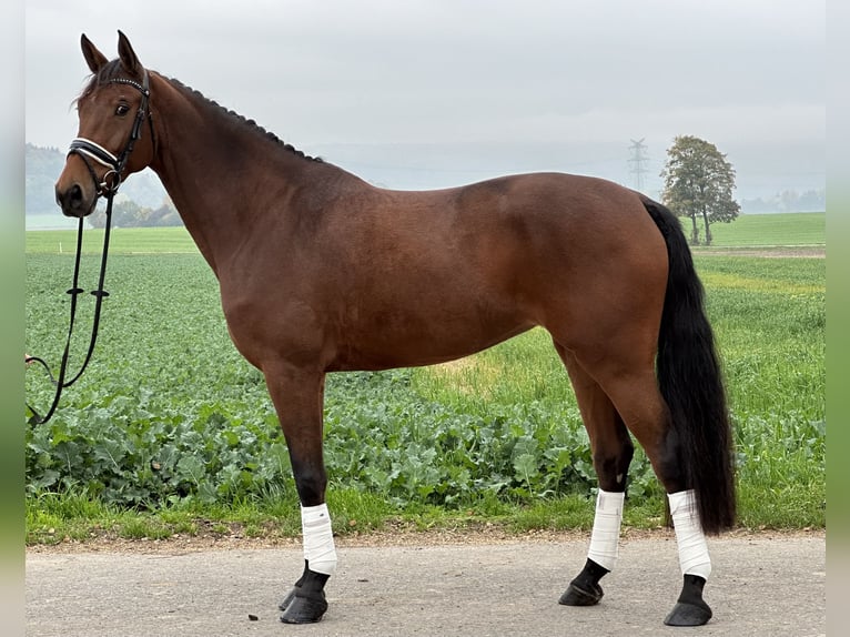 Koń westfalski Klacz 4 lat 170 cm Gniada in Riedlingen