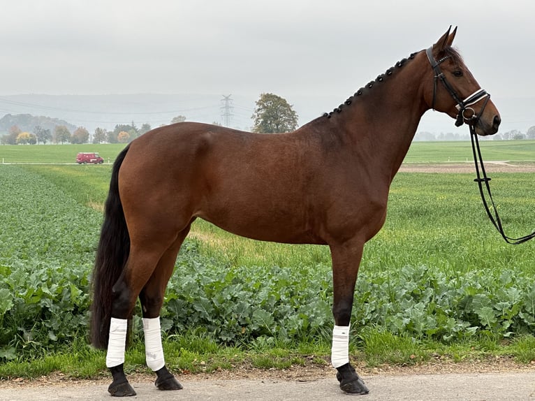 Koń westfalski Klacz 4 lat 170 cm Gniada in Riedlingen