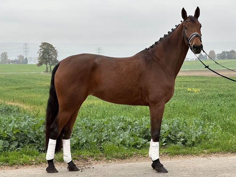 Koń westfalski Klacz 4 lat 170 cm Gniada in Riedlingen