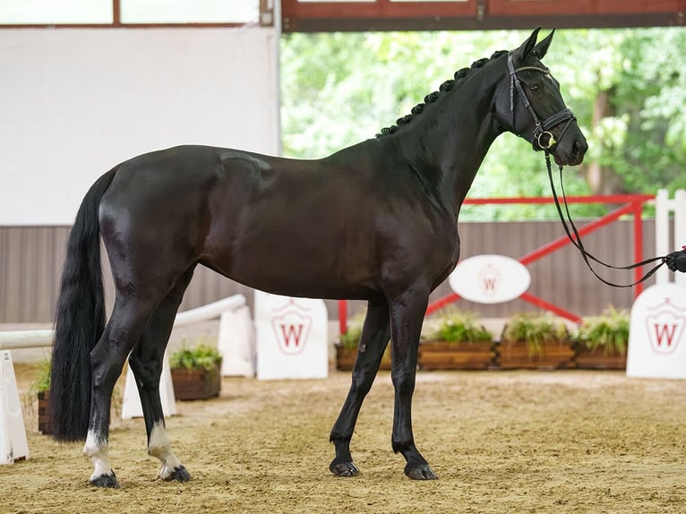 Koń westfalski Klacz 4 lat 170 cm Kara in Münster-Handorf