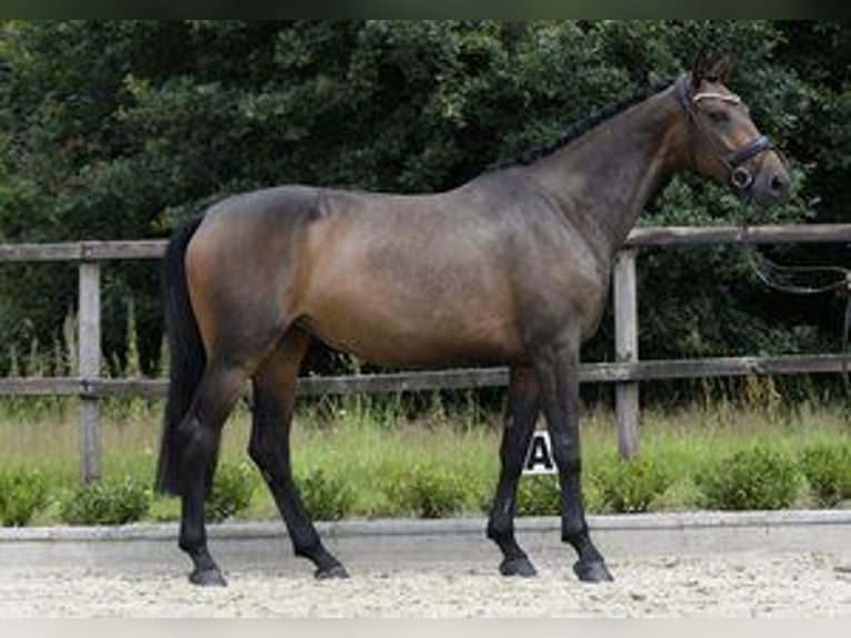 Koń westfalski Klacz 4 lat 170 cm in Sassenberg