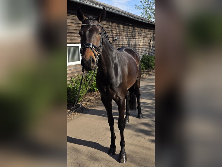 Koń westfalski Klacz 4 lat 171 cm Ciemnogniada in Minden