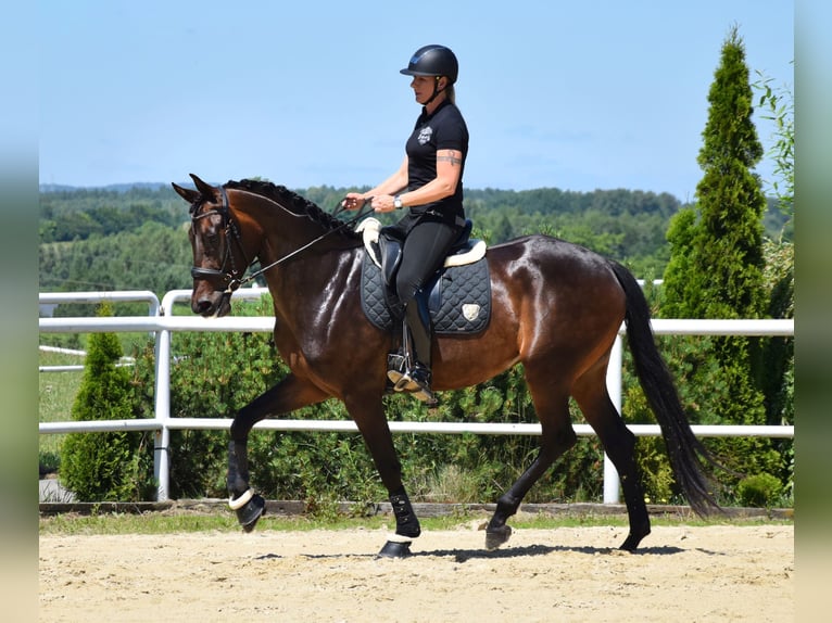 Koń westfalski Klacz 4 lat 172 cm Ciemnogniada in Wysin