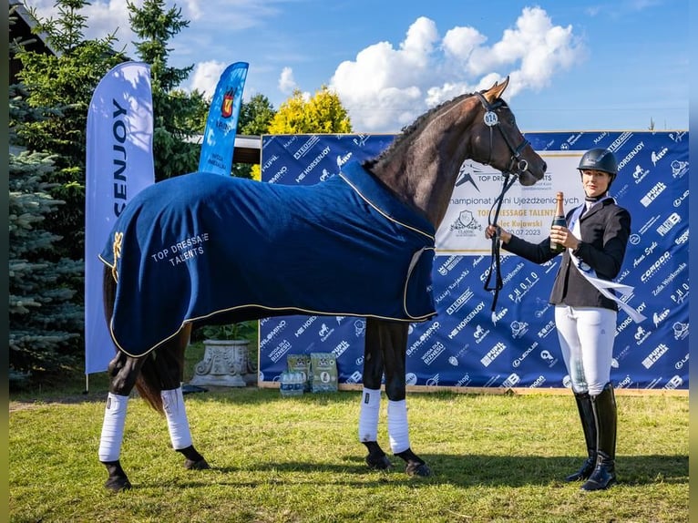 Koń westfalski Klacz 4 lat 172 cm Ciemnogniada in Wysin