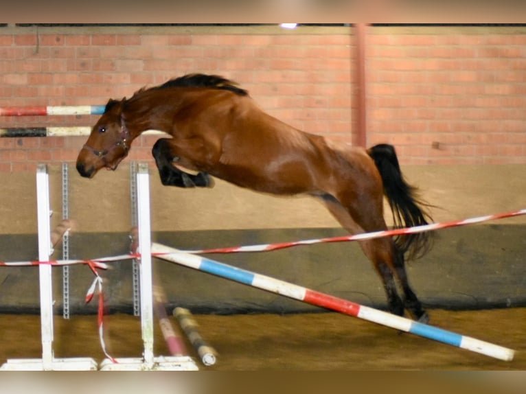 Koń westfalski Klacz 4 lat 172 cm Gniada in Düsseldorf