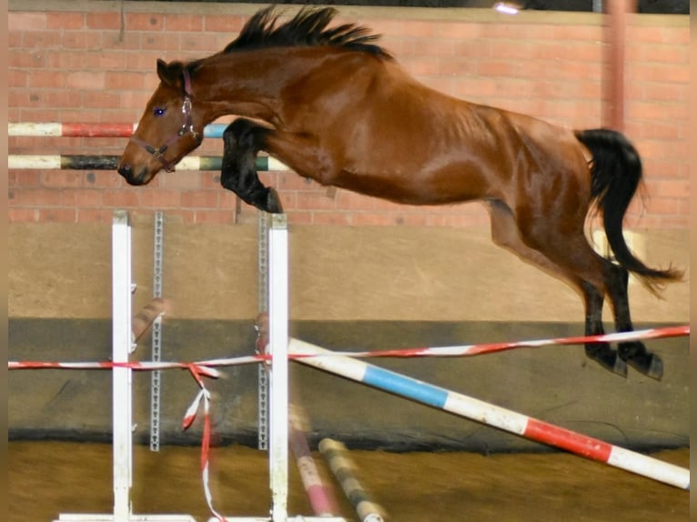 Koń westfalski Klacz 4 lat 172 cm Gniada in Düsseldorf