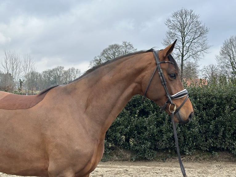 Koń westfalski Klacz 4 lat 172 cm Gniada in Wettrup