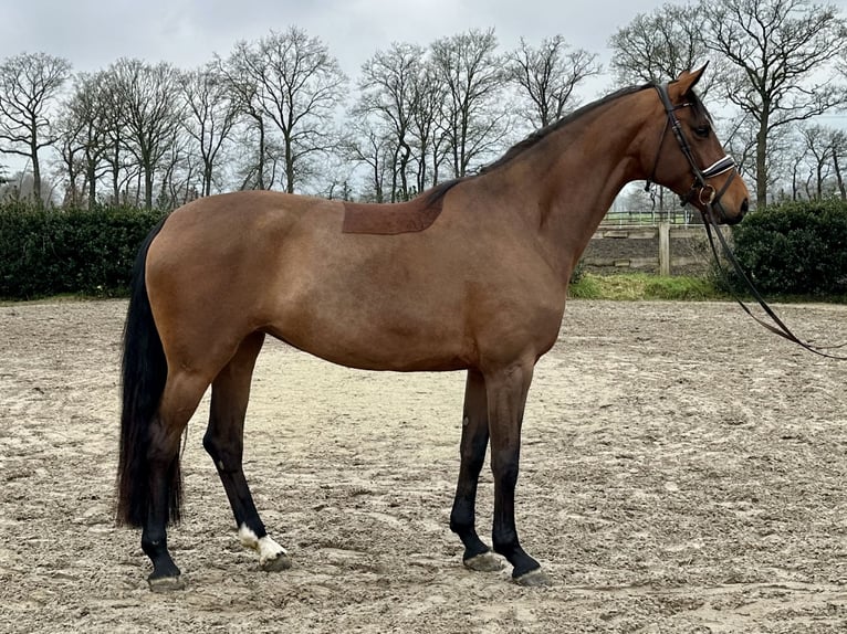 Koń westfalski Klacz 4 lat 172 cm Gniada in Wettrup