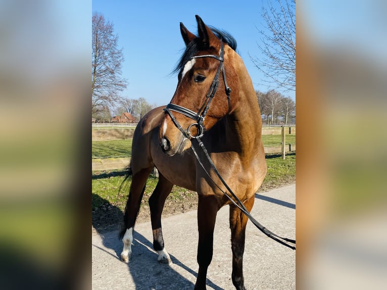 Koń westfalski Klacz 4 lat 172 cm Gniada in Langenberg