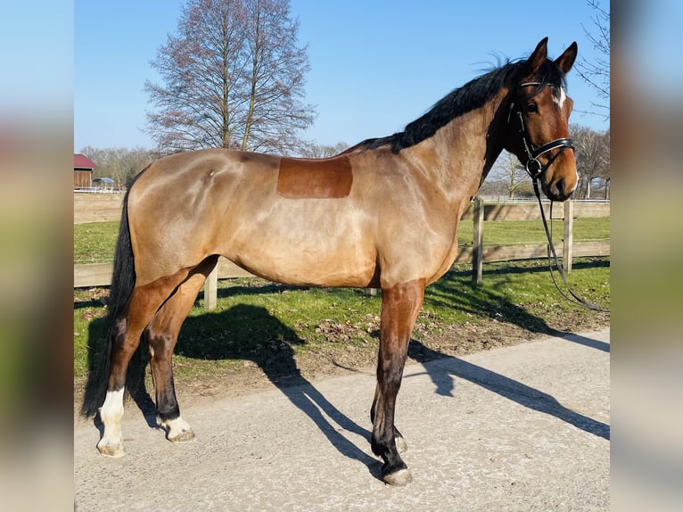 Koń westfalski Klacz 4 lat 172 cm Gniada in Langenberg