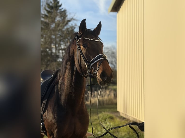 Koń westfalski Klacz 4 lat 172 cm Gniada in Marlow