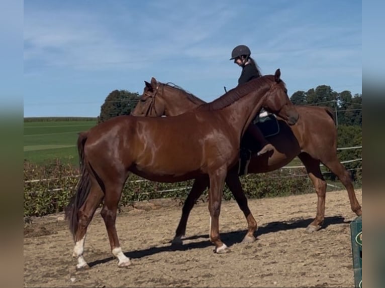 Koń westfalski Klacz 4 lat 172 cm Kasztanowata in Hauzenberg