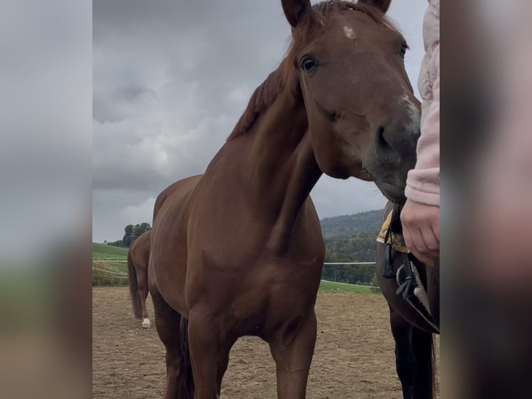 Koń westfalski Klacz 4 lat 172 cm Kasztanowata in Hauzenberg