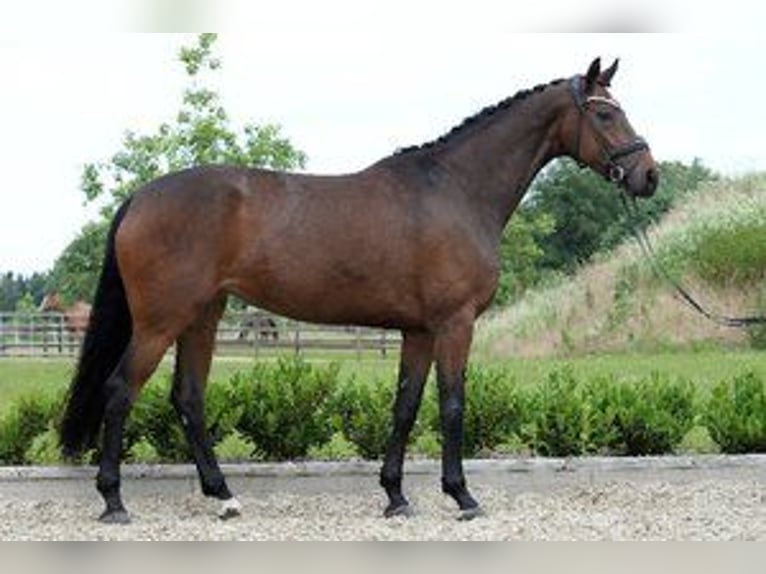 Koń westfalski Klacz 4 lat 172 cm in Sassenberg