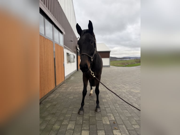 Koń westfalski Klacz 4 lat 173 cm Ciemnogniada in Dornburg