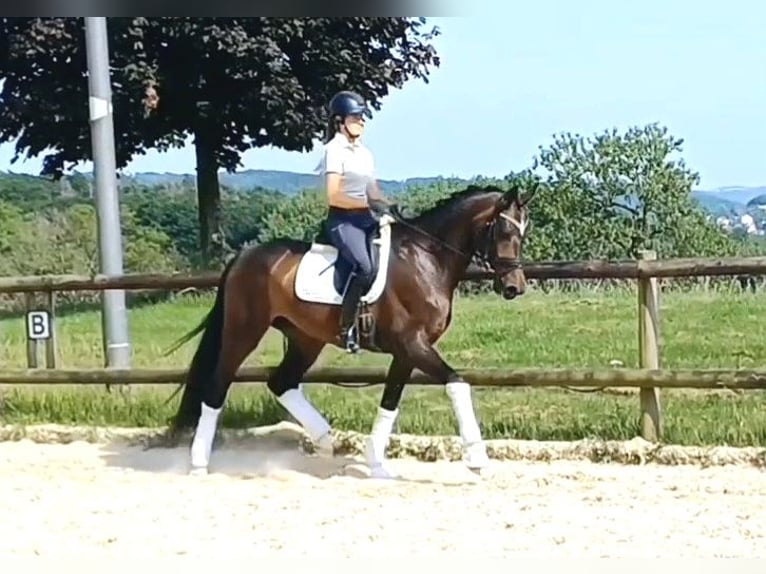 Koń westfalski Klacz 4 lat 173 cm Ciemnogniada in Dortmund