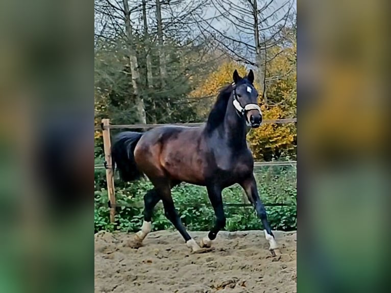 Koń westfalski Klacz 4 lat 173 cm Ciemnogniada in Dortmund