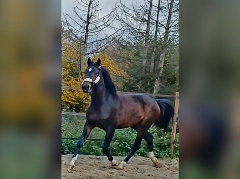 Koń westfalski Klacz 4 lat 173 cm Ciemnogniada in Dortmund