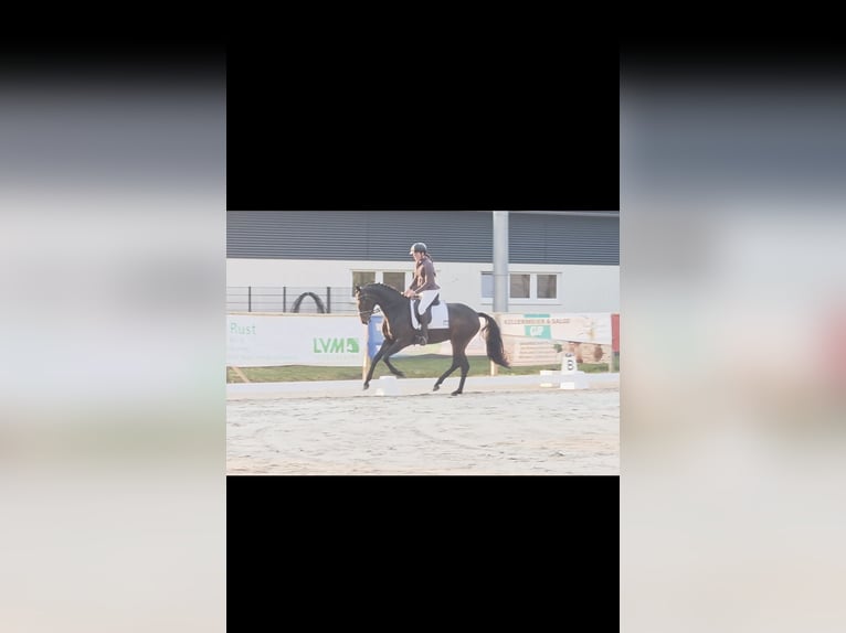 Koń westfalski Klacz 4 lat 173 cm Ciemnogniada in Minden