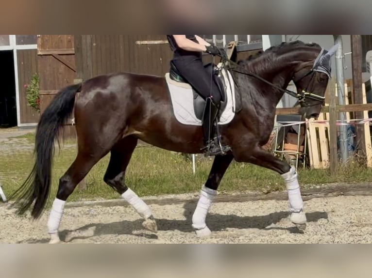 Koń westfalski Klacz 4 lat 173 cm Ciemnogniada in Velpke