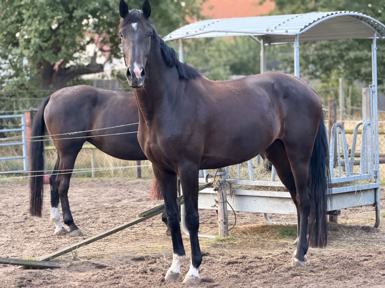 Koń westfalski Klacz 4 lat 173 cm Ciemnogniada in Velpke