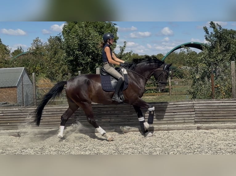 Koń westfalski Klacz 4 lat 173 cm Ciemnogniada in Velpke