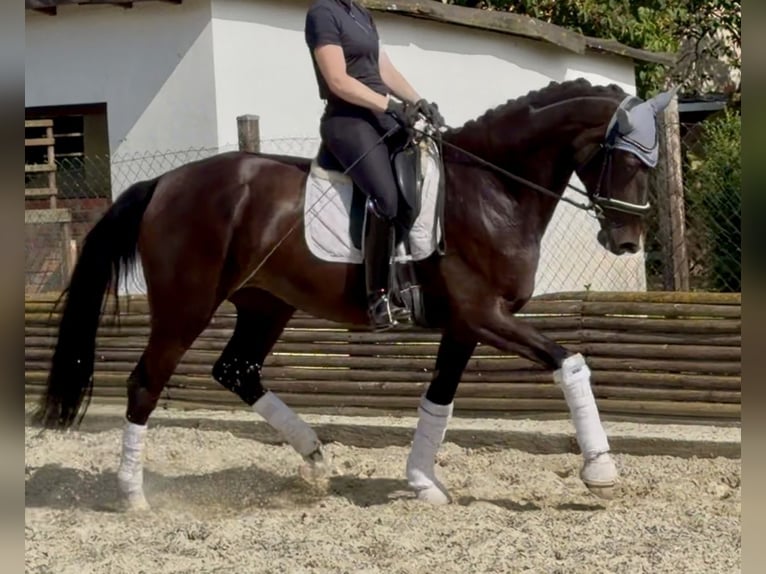 Koń westfalski Klacz 4 lat 173 cm Ciemnogniada in Velpke