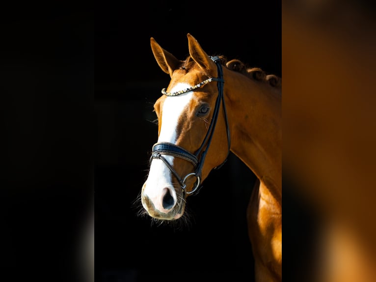 Koń westfalski Klacz 4 lat 173 cm Kasztanowata in Rosenheim