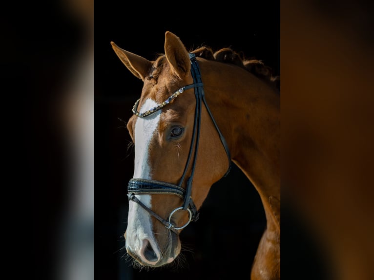 Koń westfalski Klacz 4 lat 173 cm Kasztanowata in Rosenheim