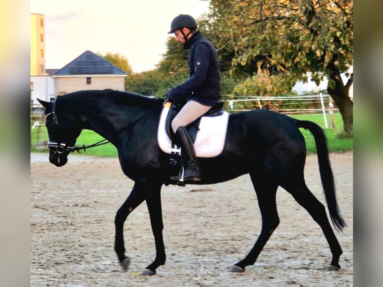 Koń westfalski Klacz 4 lat 174 cm Kara in Gevelsberg