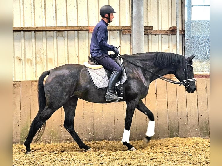 Koń westfalski Klacz 4 lat 174 cm Kara in Gevelsberg