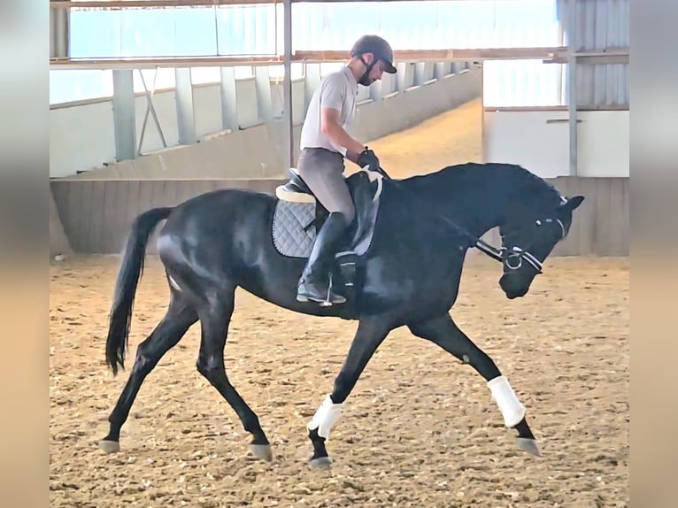 Koń westfalski Klacz 4 lat 174 cm Kara in Gevelsberg