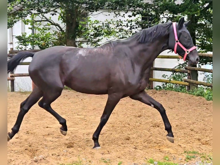 Koń westfalski Klacz 4 lat 174 cm Kara in Gevelsberg