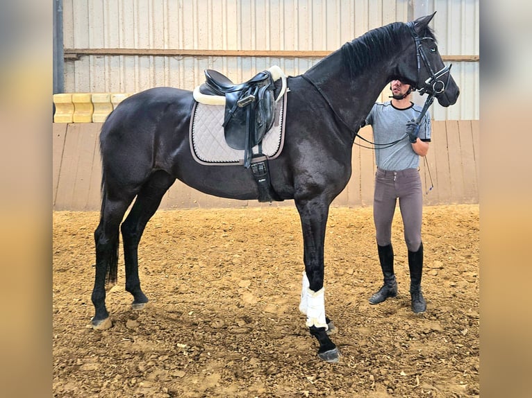 Koń westfalski Klacz 4 lat 174 cm Kara in Gevelsberg