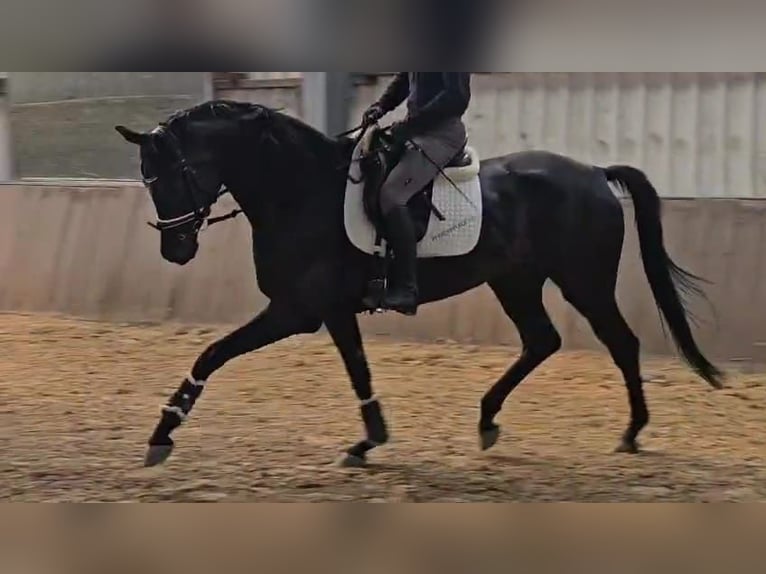 Koń westfalski Klacz 4 lat 174 cm Kara in Gevelsberg
