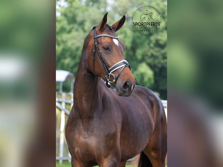 Koń westfalski Klacz 4 lat 175 cm Ciemnogniada in Greven