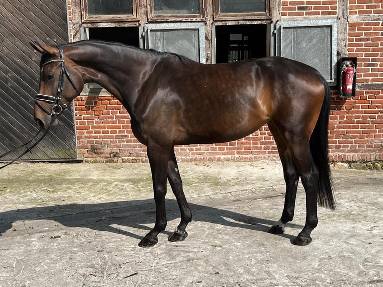 Koń westfalski Klacz 4 lat 175 cm Ciemnogniada in Greven